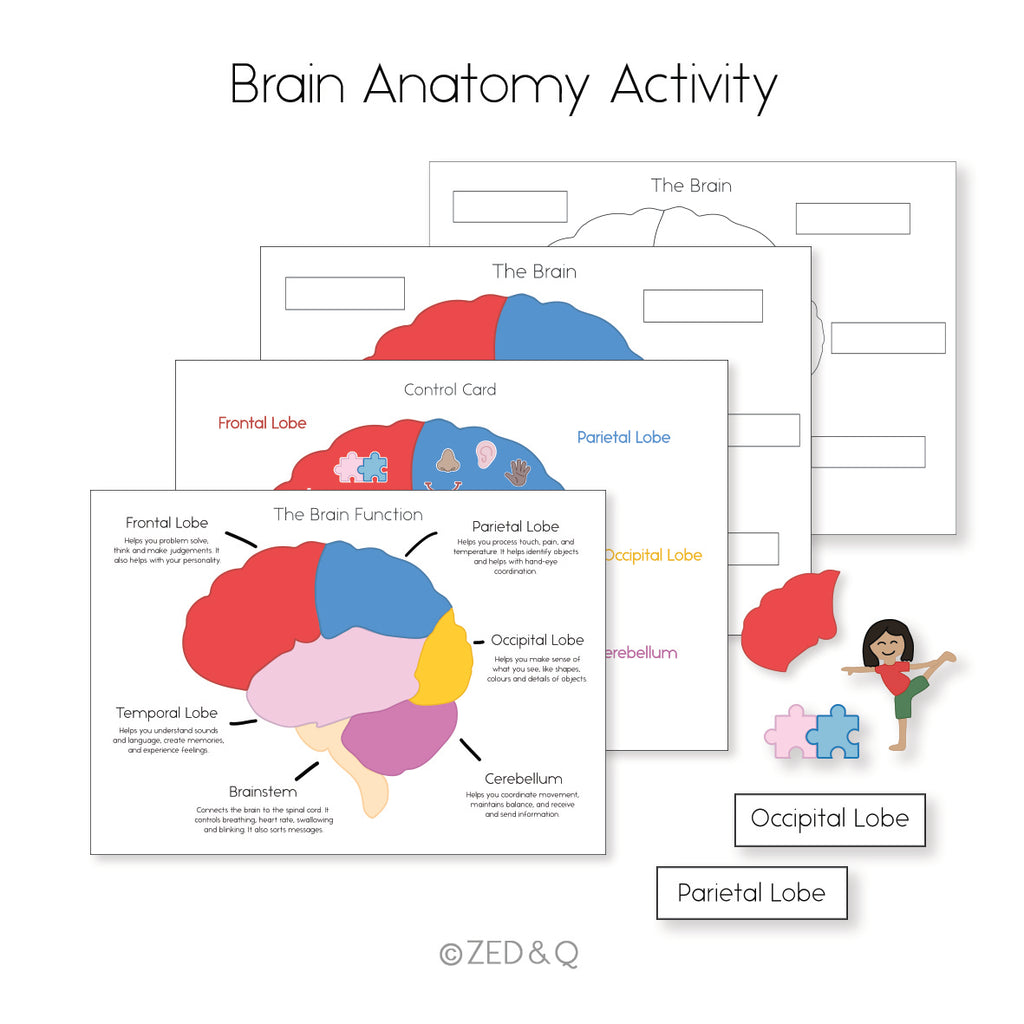 Brain Anatomy Puzzle Template