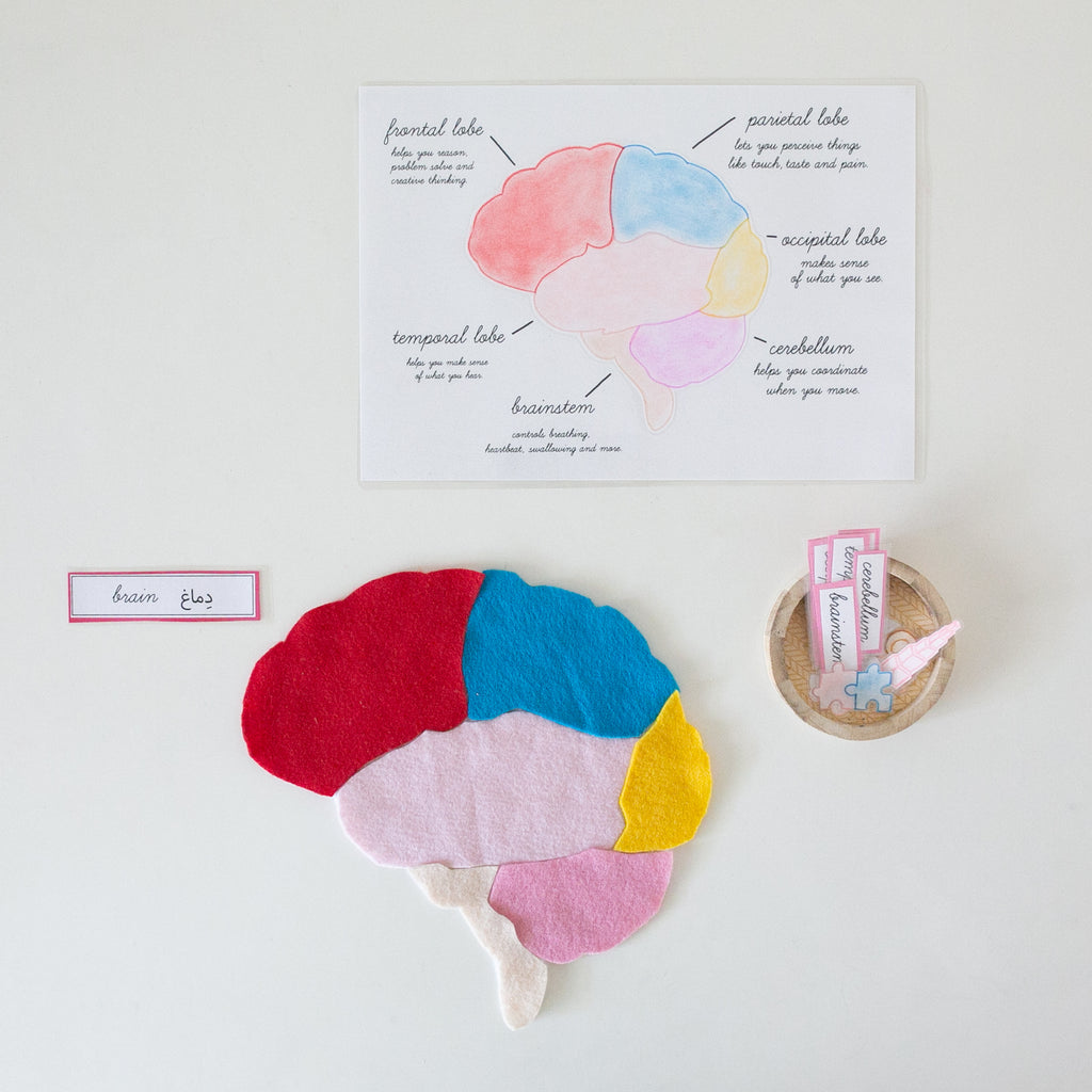 Brain Anatomy Puzzle Template