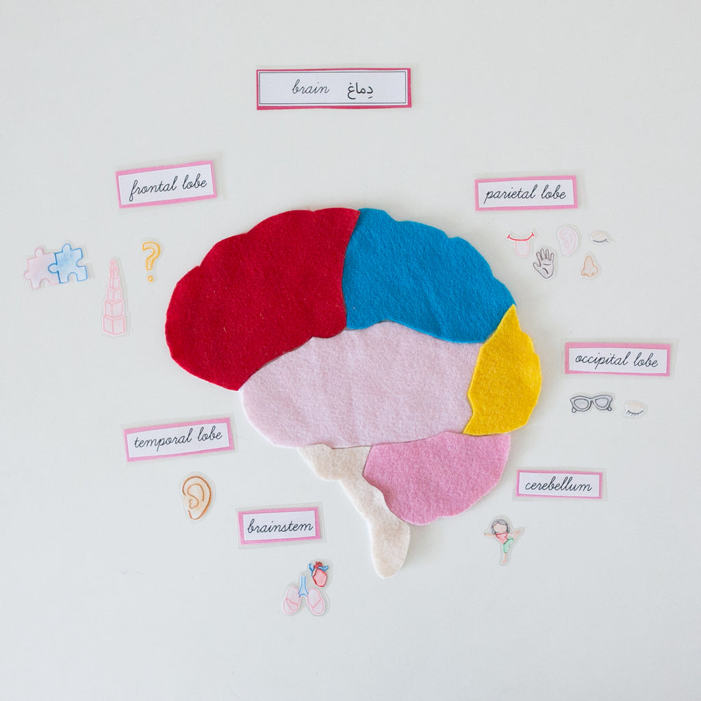 Brain Anatomy Puzzle Template