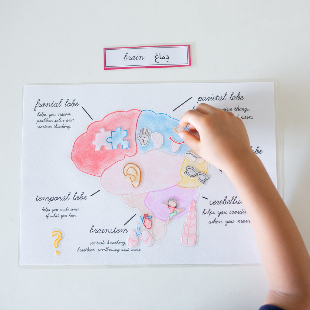 Brain Anatomy Puzzle Template