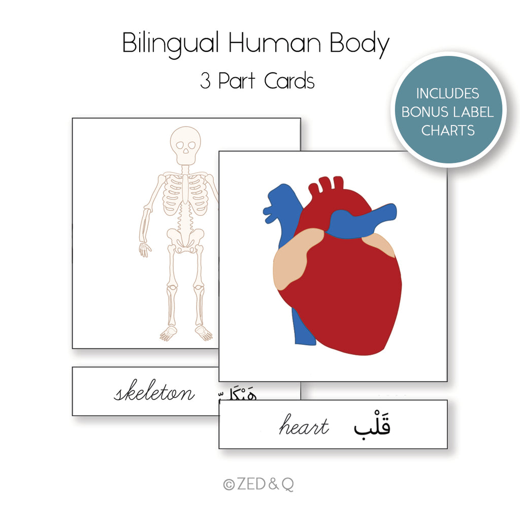 Human Body Bilingual  3 Part Cards