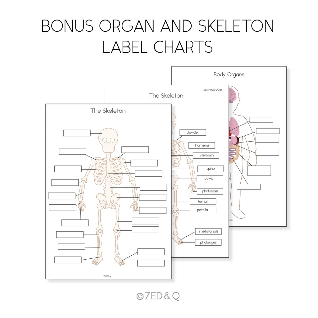 Human Body Bilingual  3 Part Cards