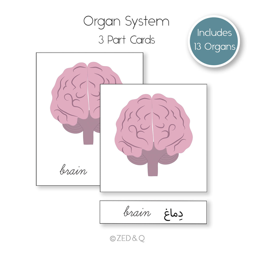 Human Body Bilingual  3 Part Cards