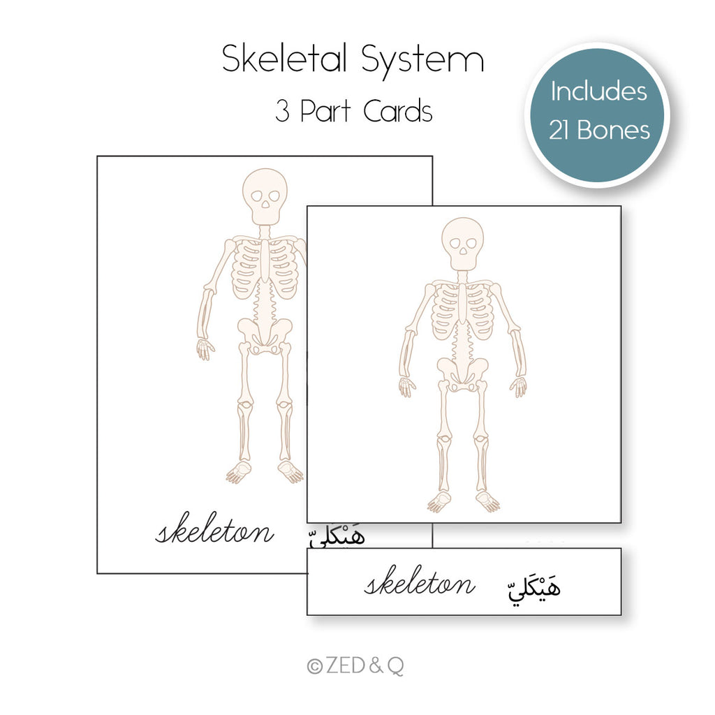 Human Body Bilingual  3 Part Cards